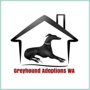 greyhound adoptions wa